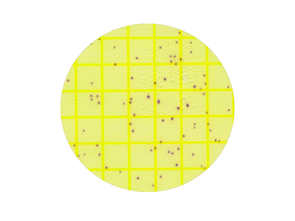 3M Petrifilm Environmental Listeria (8x25 stuks)