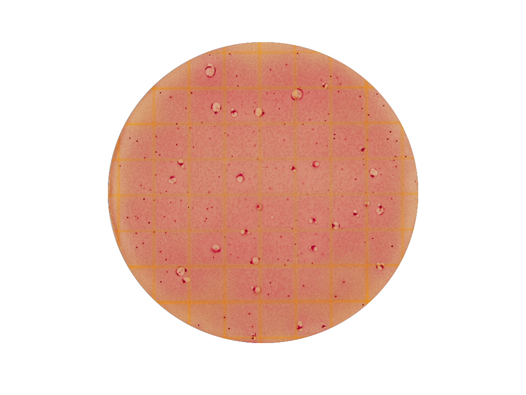 3M Petrifilm High Sensitivity Coliform (20x25 stuks)
