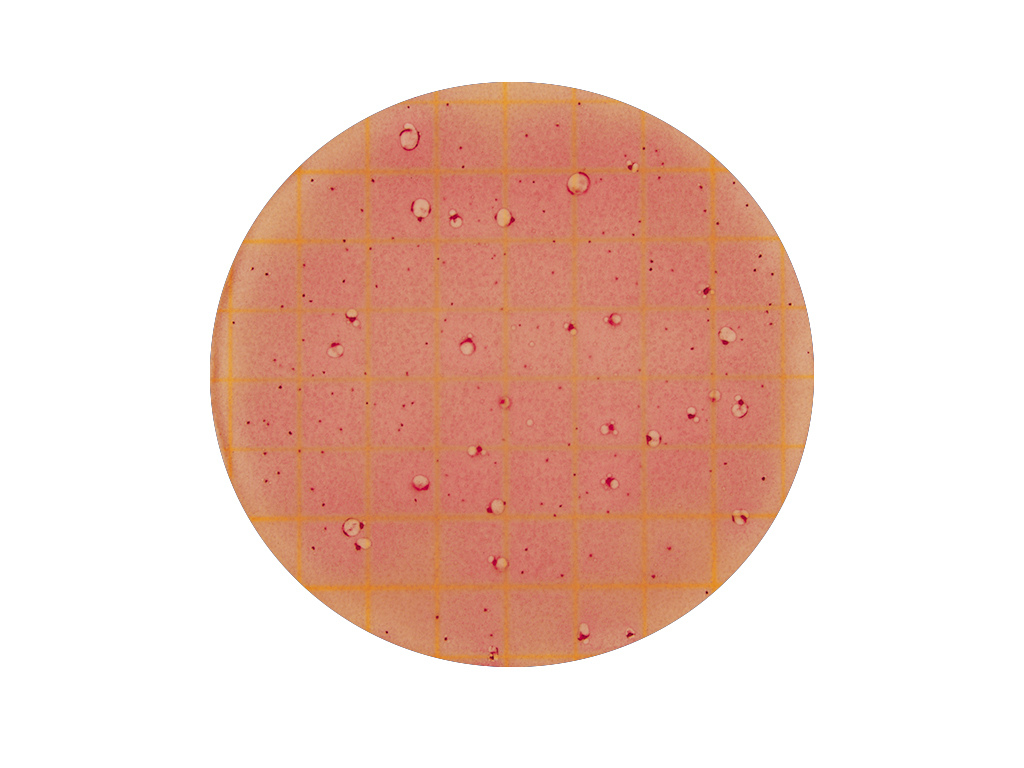 Petrifilm High Sensitivity Coliform (20x25 stuks)