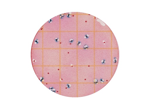 [LV053-10788] Petrifilm E.coli en Coliform Telplaat (2x25 stuks)